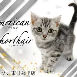【 アメリカンショートヘア 】「撫でて！」と頭突きしてくる甘えん坊アメショちゃん