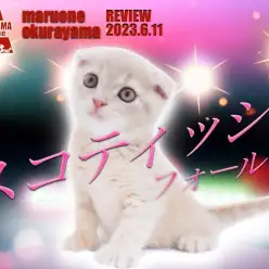 【 スコティッシュフォールド  】たれ耳クリームの大倉山店推しの子にゃんこ登場！