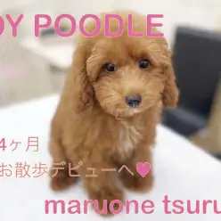 【 トイプードル 】生後4ヶ月!美人ちゃんに成長中!