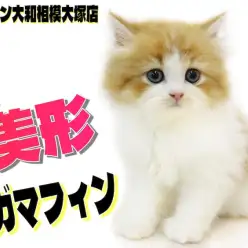 【 ラガマフィン 】超美形！丸くて大きな瞳とぬいぐるみの様なルックスに釘付け！