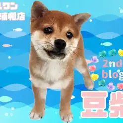 【 豆柴 】血統書付き豆柴家系！人懐っこい男の子！