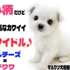 【 MIX 】両親はマルチーズとチワワ！小柄で元気なクリームカラーのアイドル！