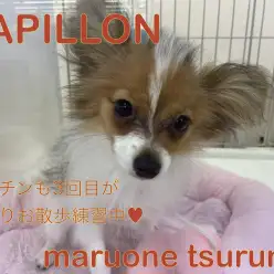 【 パピヨン 】4ヶ月の遊ぶの大好き！やんちゃな女の子！！