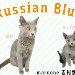 【 ロシアンブルー 】気品溢れるプリンセスに成長中！甘えん坊さんは健在！