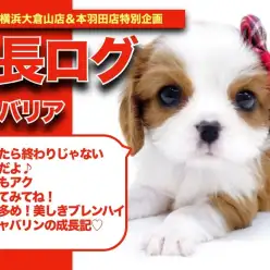 【 キャバリアちゃんの成長アルバム 】レッド多め！美しきブレンハイムのキャバリンの成長記!!