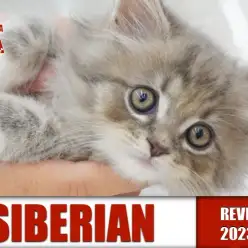 【 サイベリアン 】環境適応能力高めの美猫！！美しさの秘密はダブルライン！