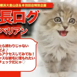 【 サイベリアン 】ゴージャスな被毛に包まれたサイベリアンちゃんの成長記！！！