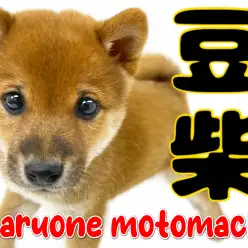 【 豆柴 】鮮やか赤に素朴な瞳！小さい日本犬の可愛さ爆発！！