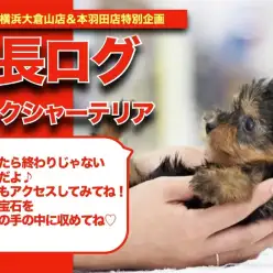 【 ヨーキー 】動く宝石！愛嬌たっぷりのヨークシャテリアちゃんの成長記！