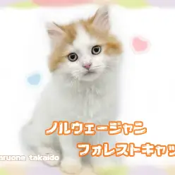 【 ノルウェージャンフォレストキャット 】可愛さをギュッとつめ込んだおっとり男子