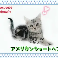 【 アメリカンショートヘア 】思わず抱きしめたくなる可愛らしい男の子!