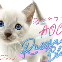 【 ロシアンブルー 】希少カラーのファンタジーキャットが横浜元町に降臨！