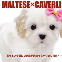 【 MIXマルキャバ 】大人気のマルキャバちゃん!優しいお顔のプリンセス!