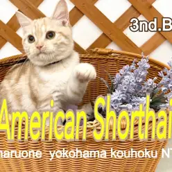 【 アメリカンショートヘア 】5カ月になったアメショ君、店内のお散歩を満喫中