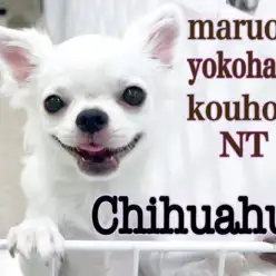 【 チワワ 】NT店の穏やか男子、チワワ君の生後6ヶ月