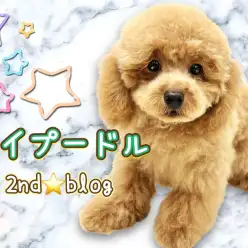 【 トイプードル 】様々なトレーニングを熟す生後半年のタイニープードルちゃん