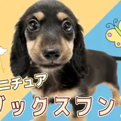 【 ミニチュアダックスフント 】短足代表の元気印!笑顔が似合う美少女!