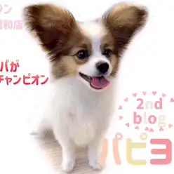 【 パピヨン 】パパがJKCチャンピオン！人懐っこくて甘えん坊な美少女！