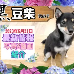 【 豆柴 】2nd紹介 膝乗りサイズの黒豆柴ちゃん