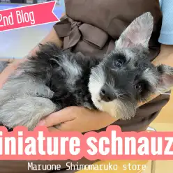【 ミニチュアシュナウザー 】人懐っこさ200％！甘えん坊ガールの2ndブログ