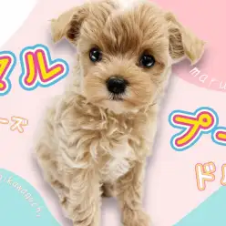 【 MIX犬 】賢くフレンドリー!マルプーちゃんの魅力を徹底解剖します!