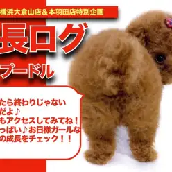 【 トイプーちゃんの成長アルバム 】リアルテディベア？！愛らしさ満点プーちゃんの成長記