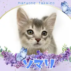 【 ソマリ 】社交性抜群!初心者にもオススメのフレンドリーにゃんこ!