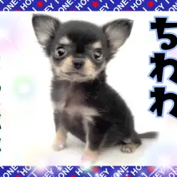 【 チワワ 】顔良し!性格良し!抱っこ心地良し!理想的なチワワがやってきた!