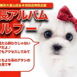 【 MIXマルプー 】大大大人気！！白雪姫系マルプーちゃんの成長記録