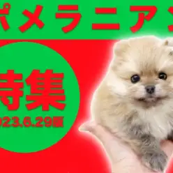 【 ポメラニアン特集 】6/29現在在店中のモフモフで愛らしいポメラニアンちゃんをご紹介！