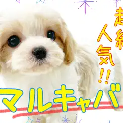 【 MIX 】絶大な人気を誇るキャバ系MIX【マルチーズ×キャバリア】