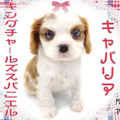 【 キャバリア 】初心者さんでも安心!おだやかオールラウンダーわんこ!