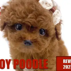 【 トイプードル 】輝く瞳！！！小さめサイズの毛量抜群な男の子！