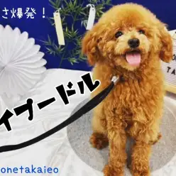 【 トイプードル 】可愛さ爆発！とってもいい子に育ってます！