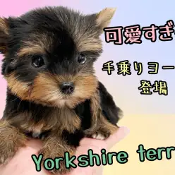 【 ヨークシャーテリア 】ハイクラスなルックス!小さめサイズの手乗りヨーキー