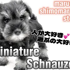 【 ミニチュアシュナウザー 】優しい性格は最高の相棒！クスッと笑える動きにも注目