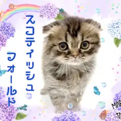 【 スコティッシュフォールド 】羽の様な毛がベイビー感たっぷり！脱力系男子！