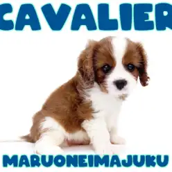 【 キャバリア 】幸せを運ぶ王道ブレンハイムカラーの癒し系男子が聖地に降臨!