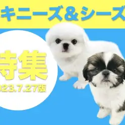 【 ペキニーズ＆シーズー特集 】7/27現在在店中の癖になる鼻ぺちゃ組のご紹介！！！