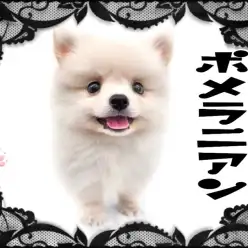 【 ポメラニアン 】究極のしろくまポメがやってきた！