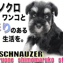 【 ミニチュアシュナウザー 】幼顔の甘えん坊！モノクロわんこと彩りのある生活を！