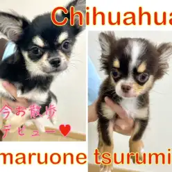 【 チワワ 】元気なブラタンと控えめなチョコタンのチワワちゃん！！