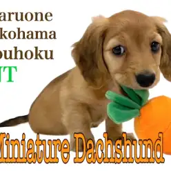 【 ミニチュア・ダックスフント 】上目遣いにキュン！胴長短足プリンセス