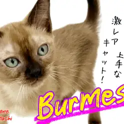 【 バーミーズ 】希少種！おしゃべり上手な陽気猫！！