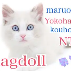 【 ラグドール 】キリッと美形！甘えん坊のぬいぐるみ猫さん