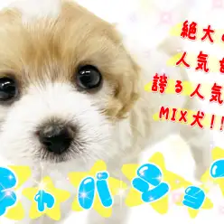 【 キャバション 】横浜元町に降臨！圧倒的アイドルわんこ！【 MIX 】