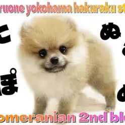 【 ポメラニアン 】やっぱり小さくて可愛い！たぬきポメのちょこっと成長した姿！