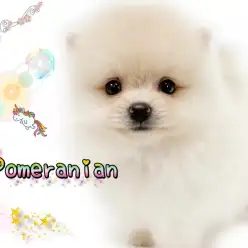 【 ポメラニアン 】全てを虜にする瞳を持ち美しい毛吹きの爆毛タヌキ顔ポメちゃん