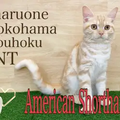 【 アメリカンショートヘア 】甘えんBOYと猫さんの夏のお留守番ポイント