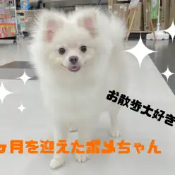 【 ポメラニアン 】7ヶ月を迎えたポメちゃん！店内お散歩風景！